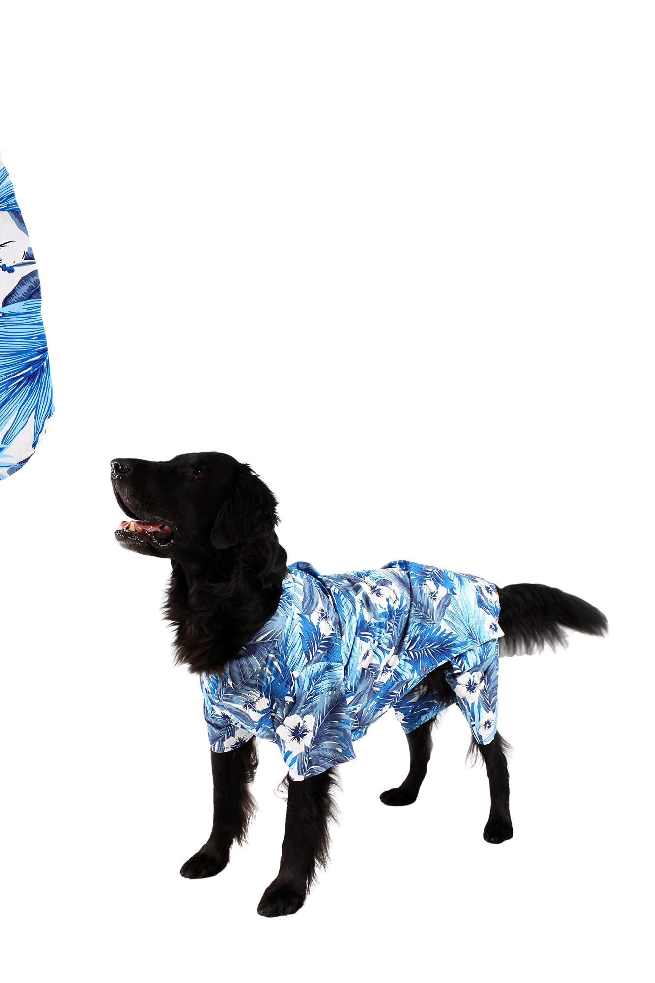 Midlee Blue Hawaiian Dog Shirt.