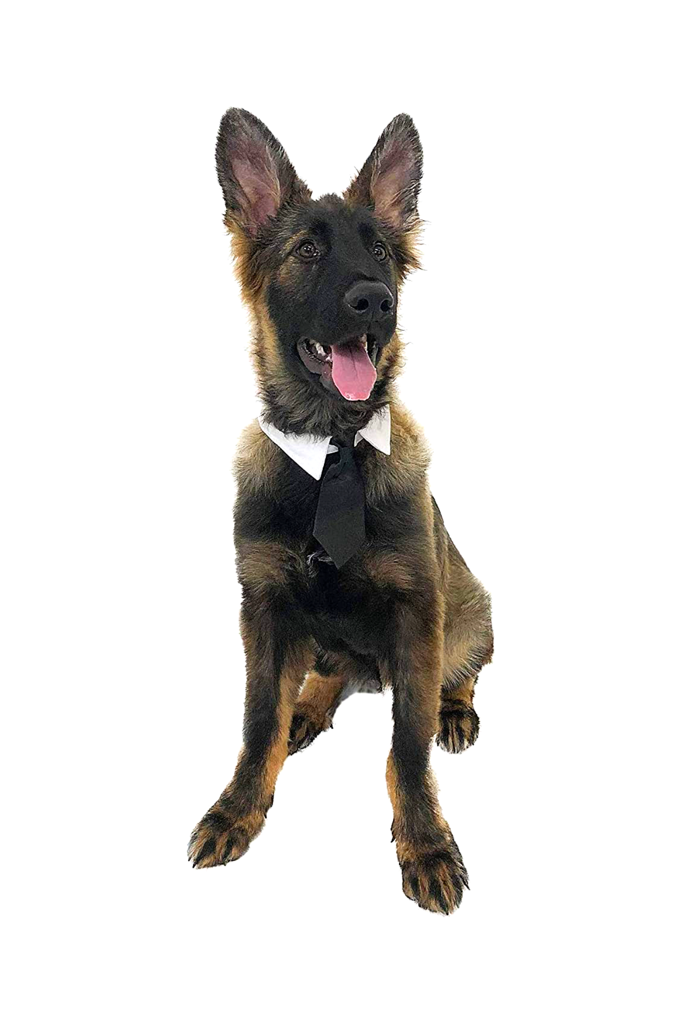 Midlee - Formal Black Doggy Tie.