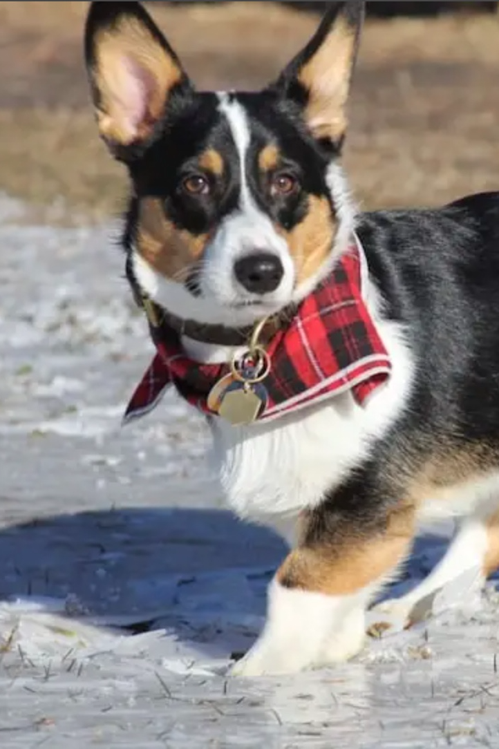 Dog Bandana's by Lily Anne Boutique.
